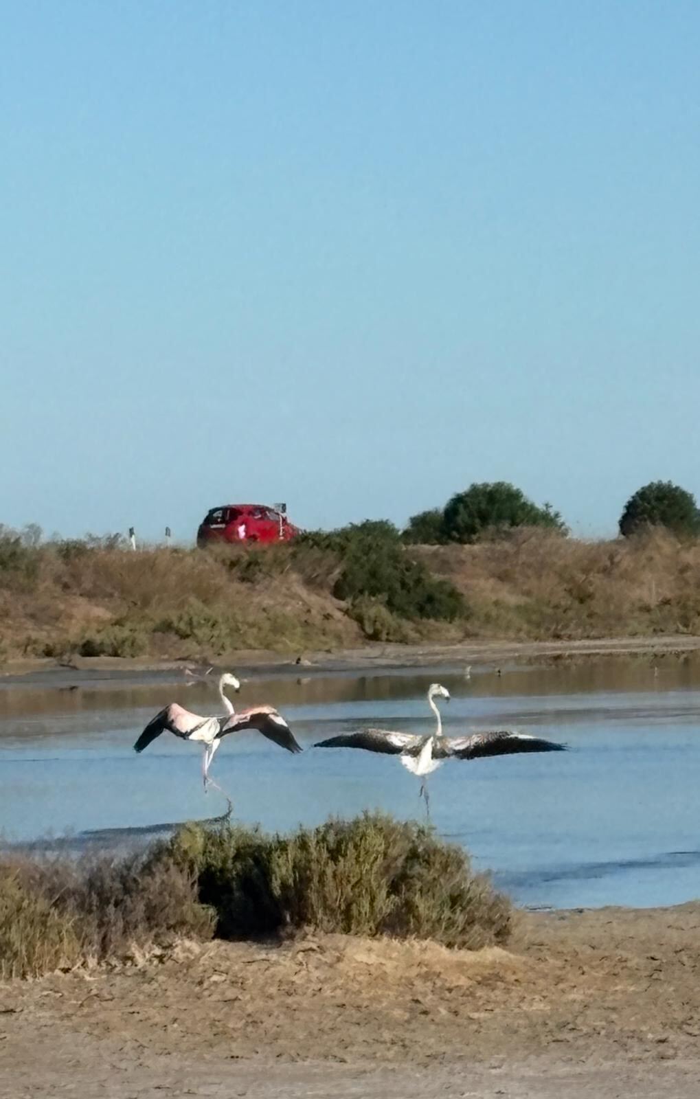Flamingos in der Lagune